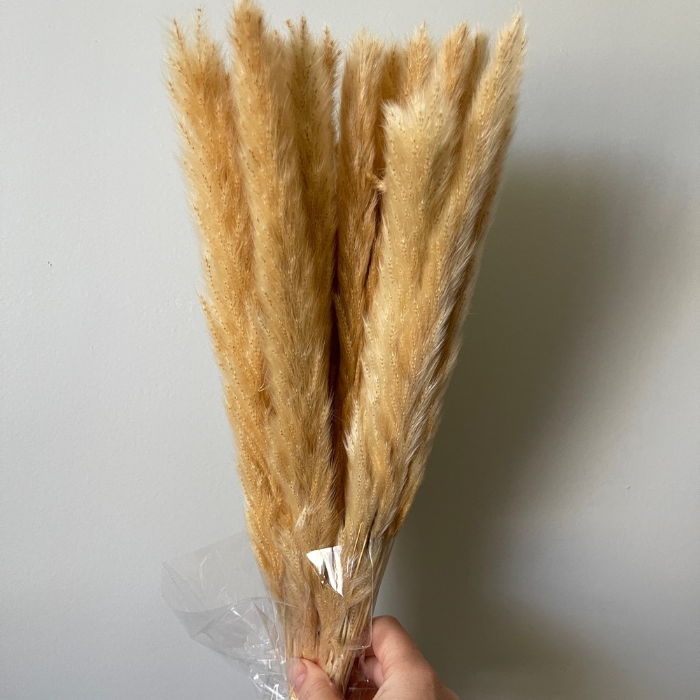 Bundle of Pampas grass